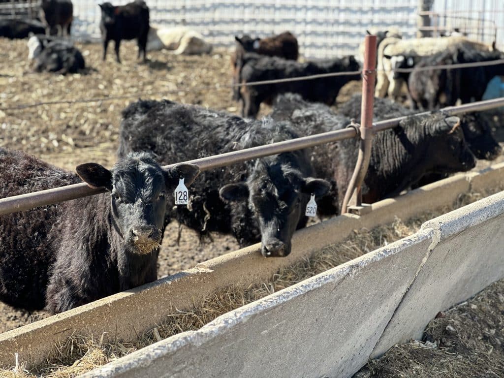 Various styles of commodity feeds available at PFT Prairie Feed & Trucking in Milford, IA.