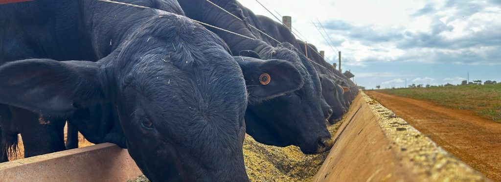 Various styles of commodity feeds available at PFT Prairie Feed & Trucking in Milford, IA.