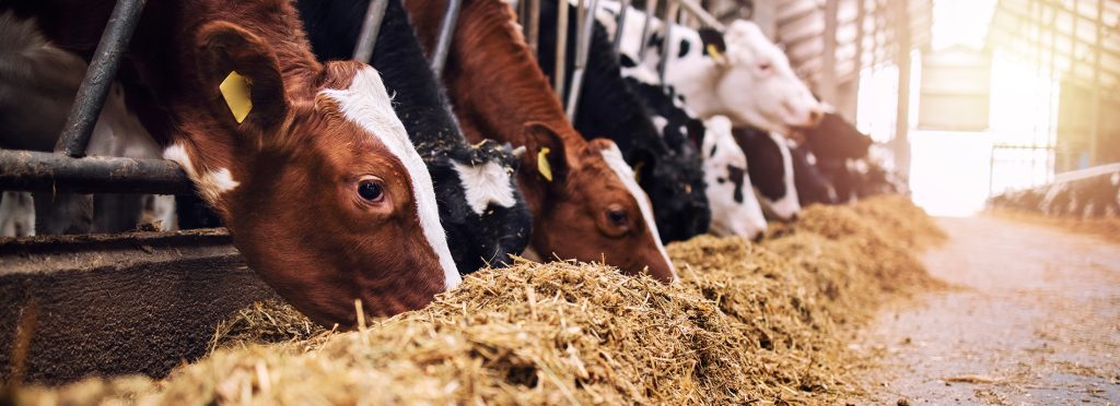 Various styles of commodity feeds available at PFT Prairie Feed & Trucking in Milford, IA.