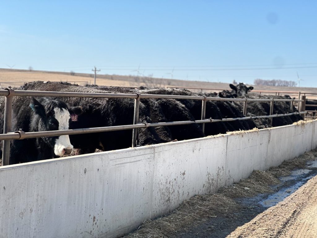 Various styles of commodity feeds available at PFT Prairie Feed & Trucking in Milford, IA.